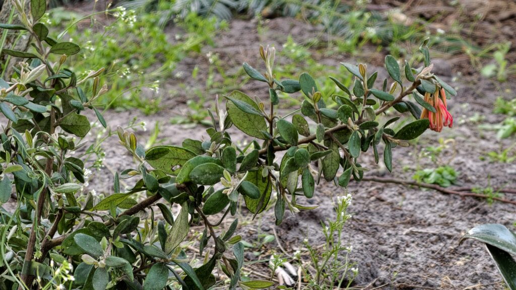 grevillea miqueliana