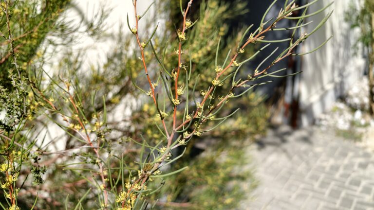 Hakea nodosa