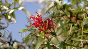 Grevillea big red