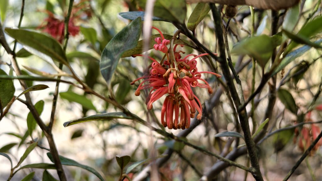 Grevillea victoriae ‘Murray Valley Queen’