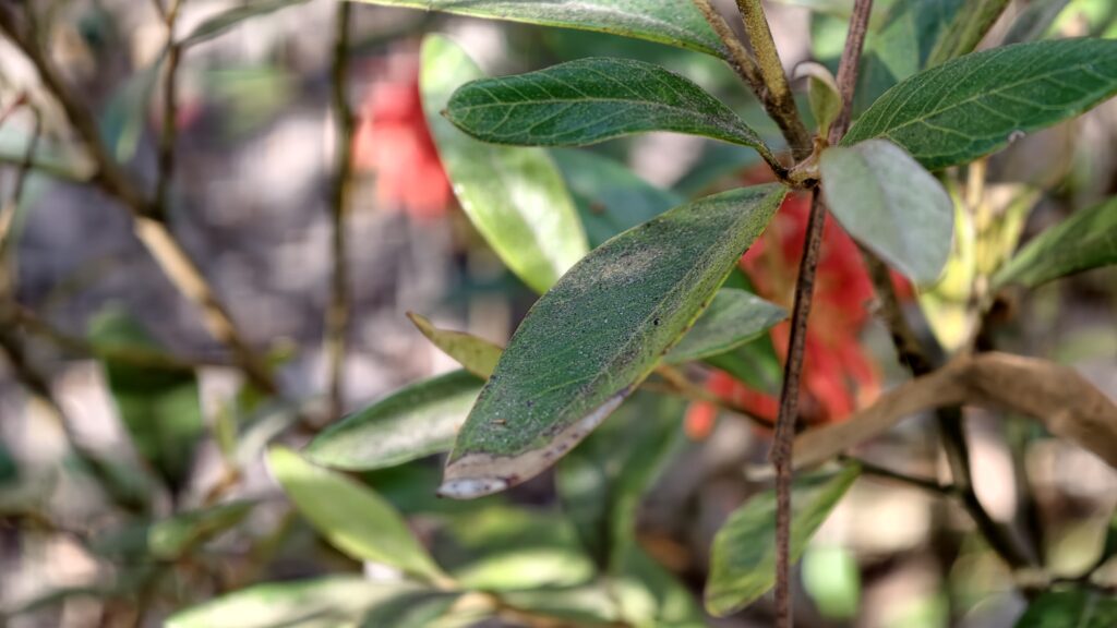 Grevillea victoriae ‘Murray Valley Queen’