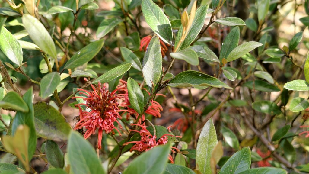 Grevillea victoriae ‘Murray Valley Queen’