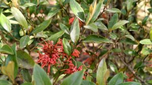 Grevillea victoriae ‘Murray Valley Queen’
