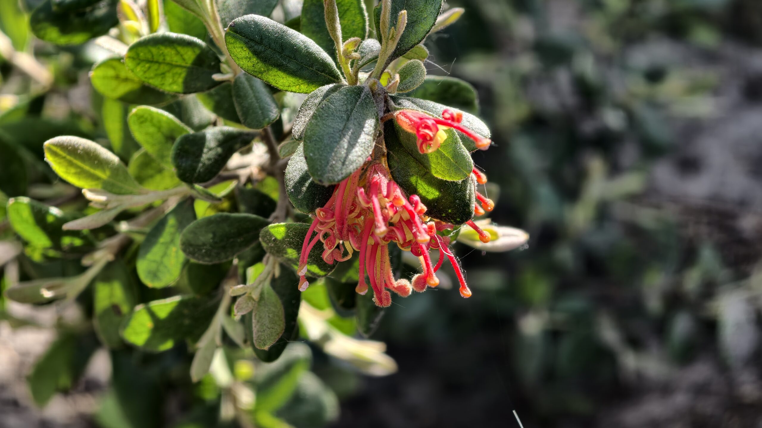 Grevillea miqueliana