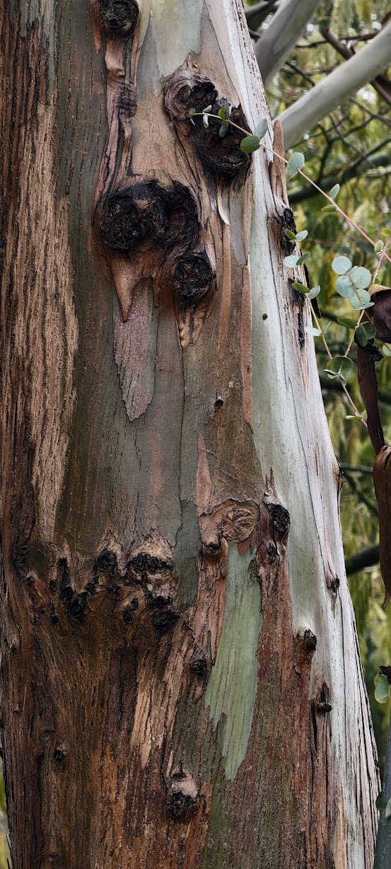eucalyptus gunnii azura