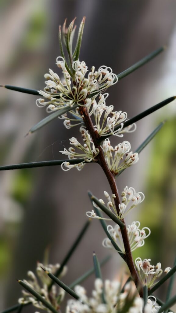 hakea microcarpa