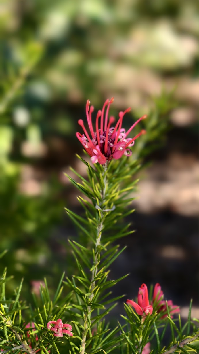 grevillea