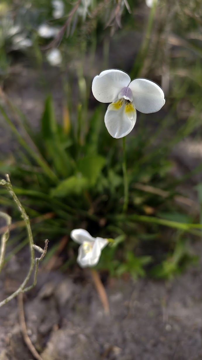 Diplarrena latifolia