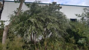 leptospermum namadgiensis