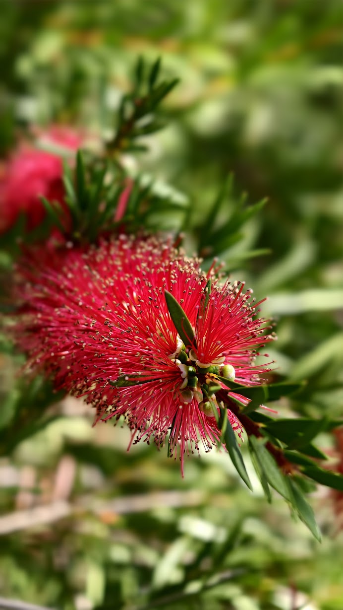 callistemon