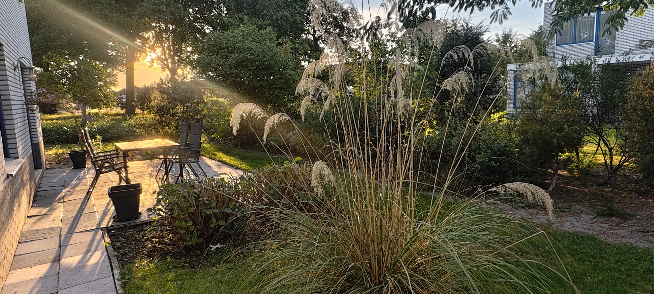 Cortaderia richardii