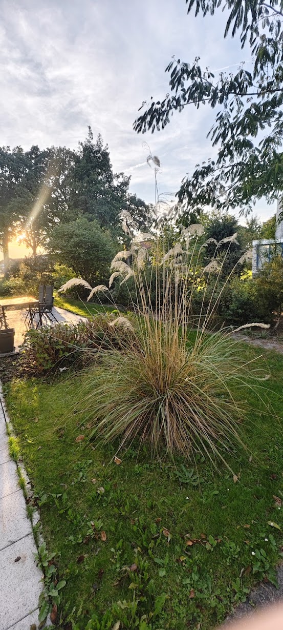 Cortaderia richardii