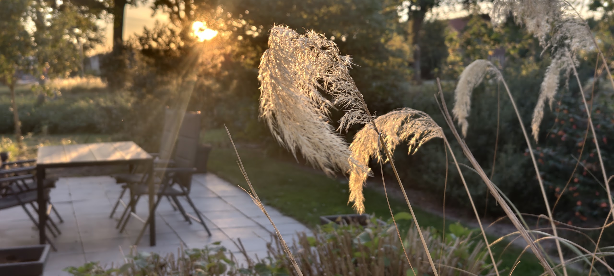 Cortaderia richardii