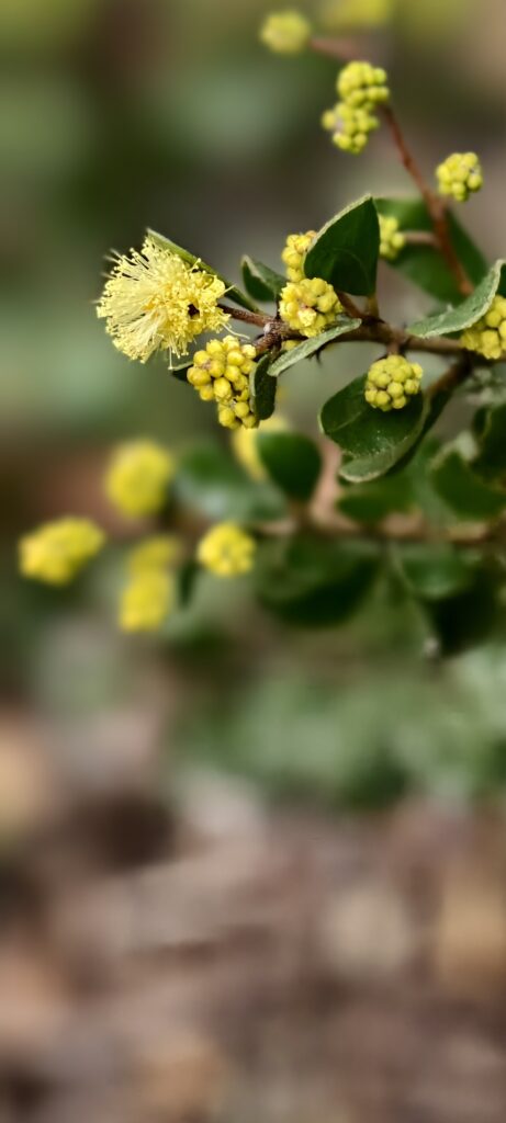 Acacia costiana