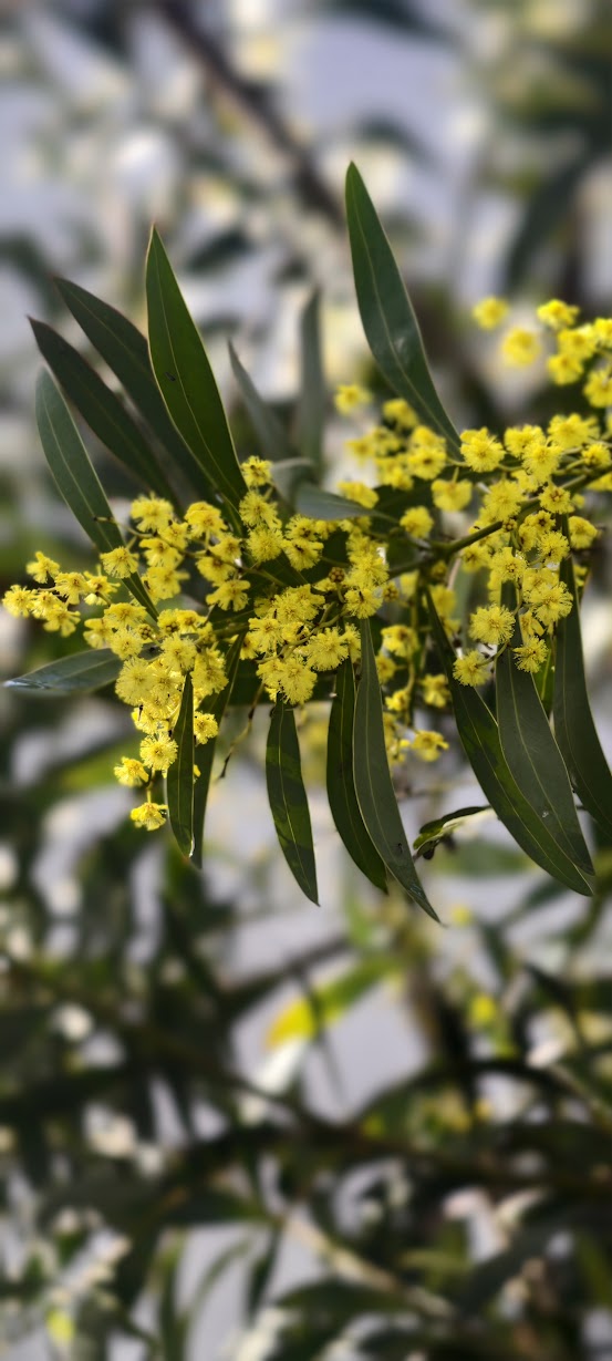 acacia rubida