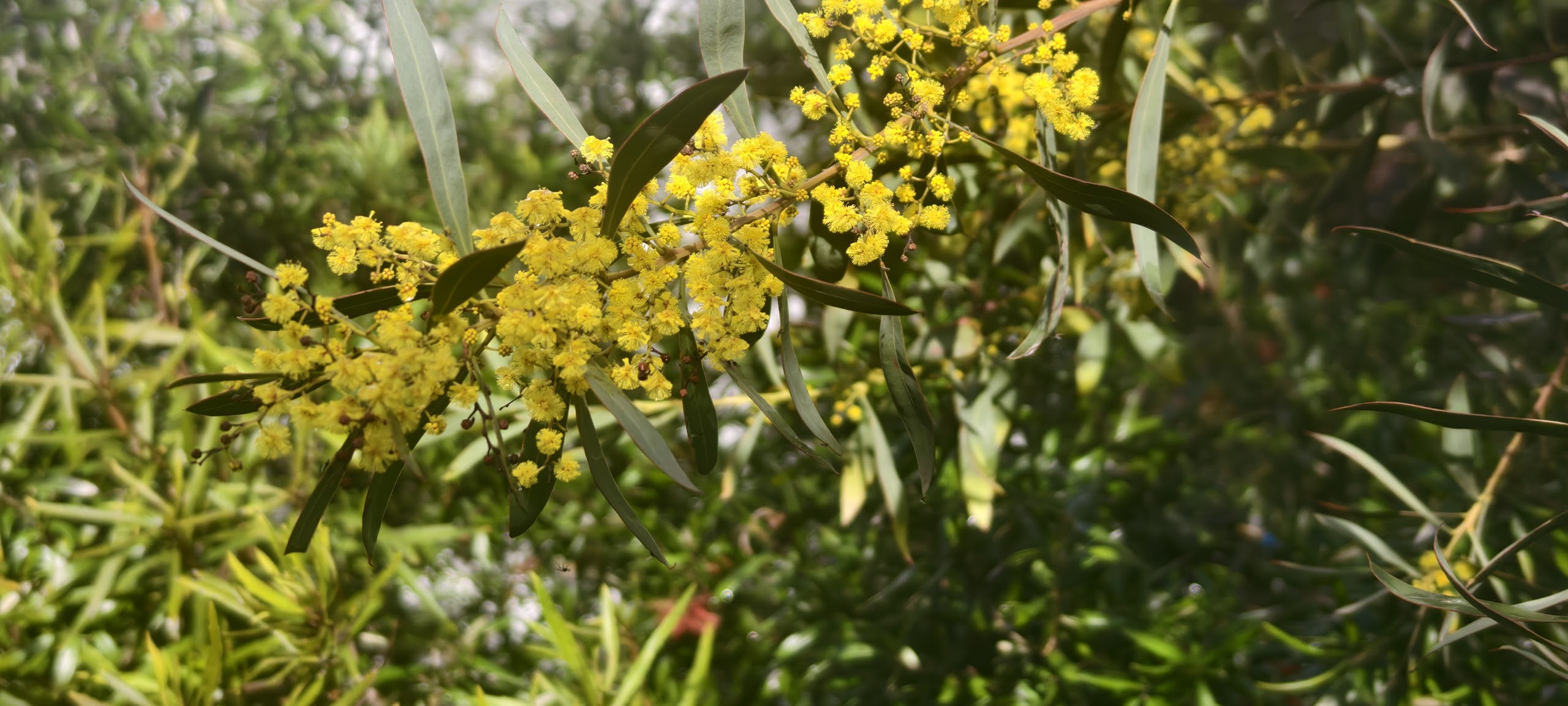 De acacia rubida in bloei