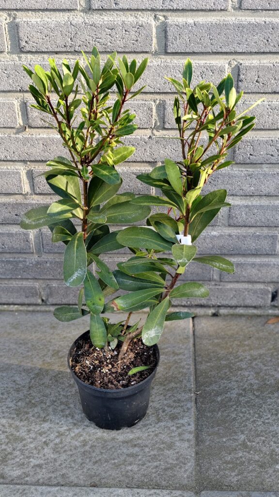 pitosporum kirkii