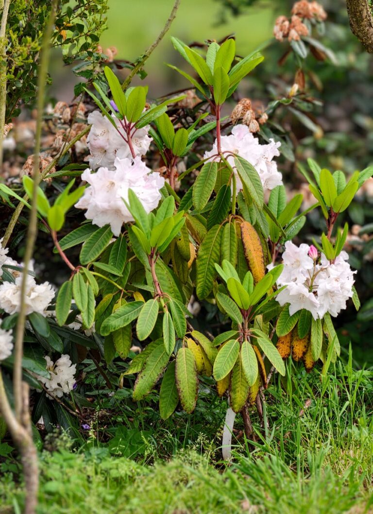 rhododendron loden