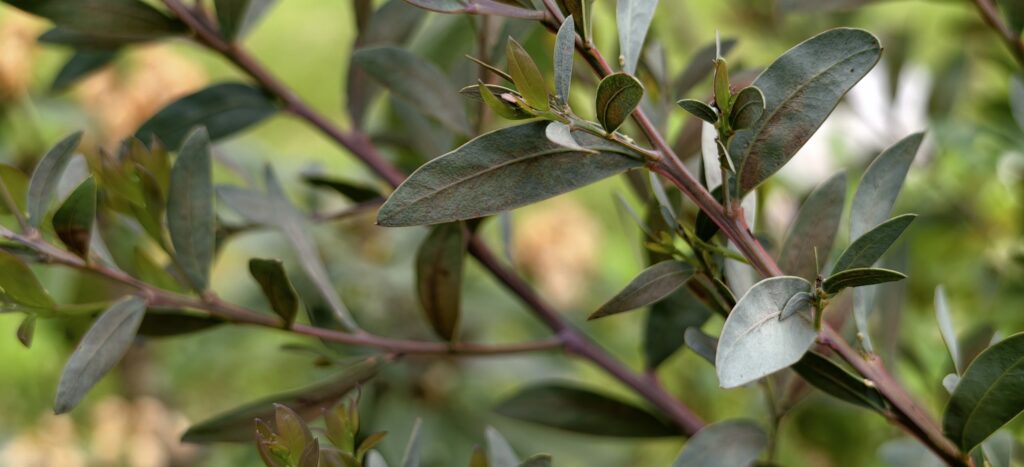acacia pataczekii