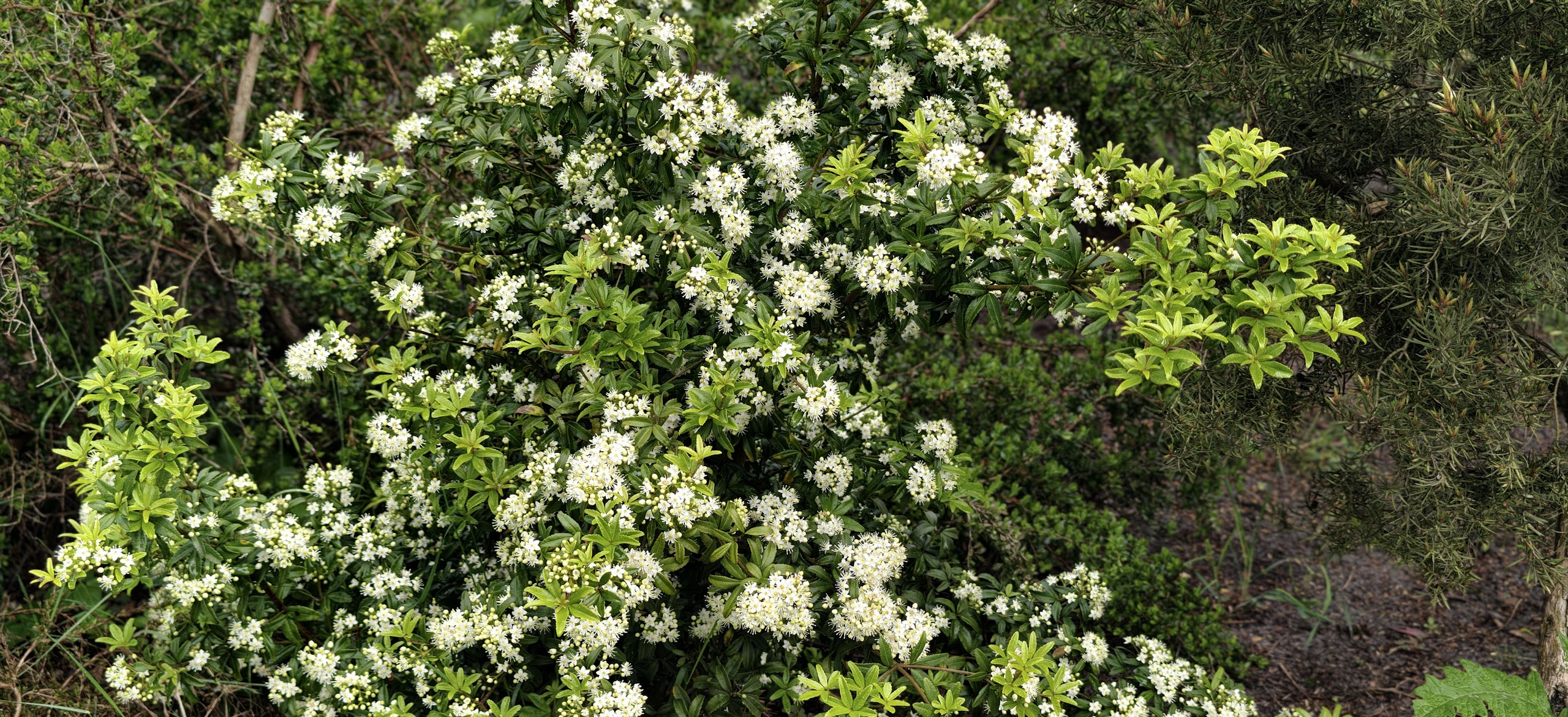 Acradenia frankliniae