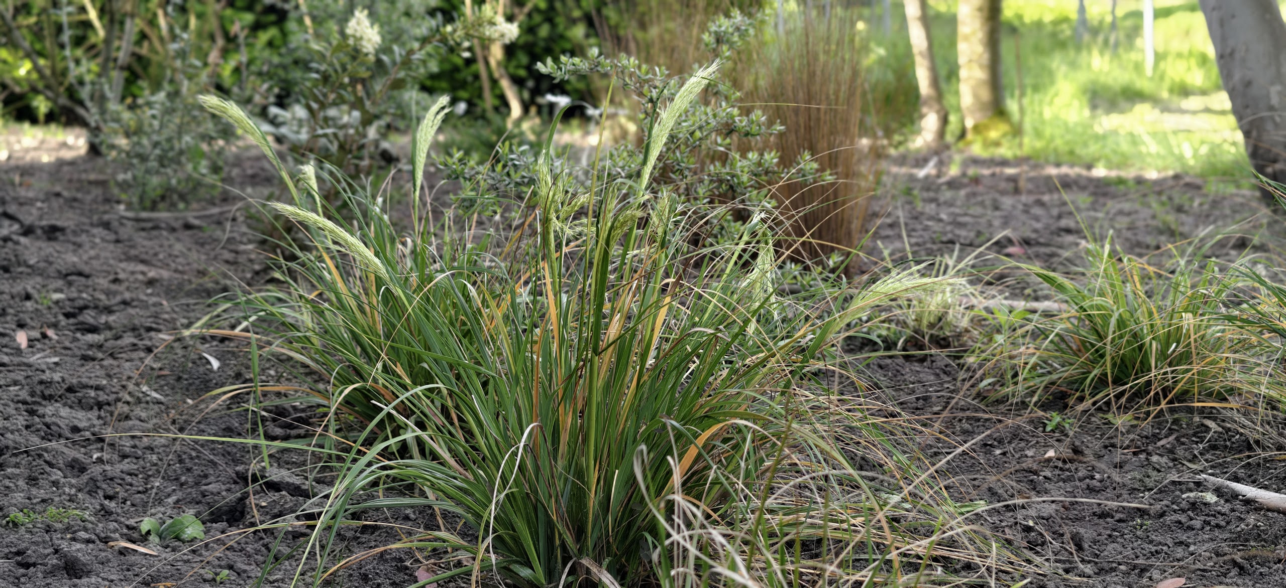 Chionochloa flavicans