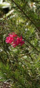 Grevillea juniperana