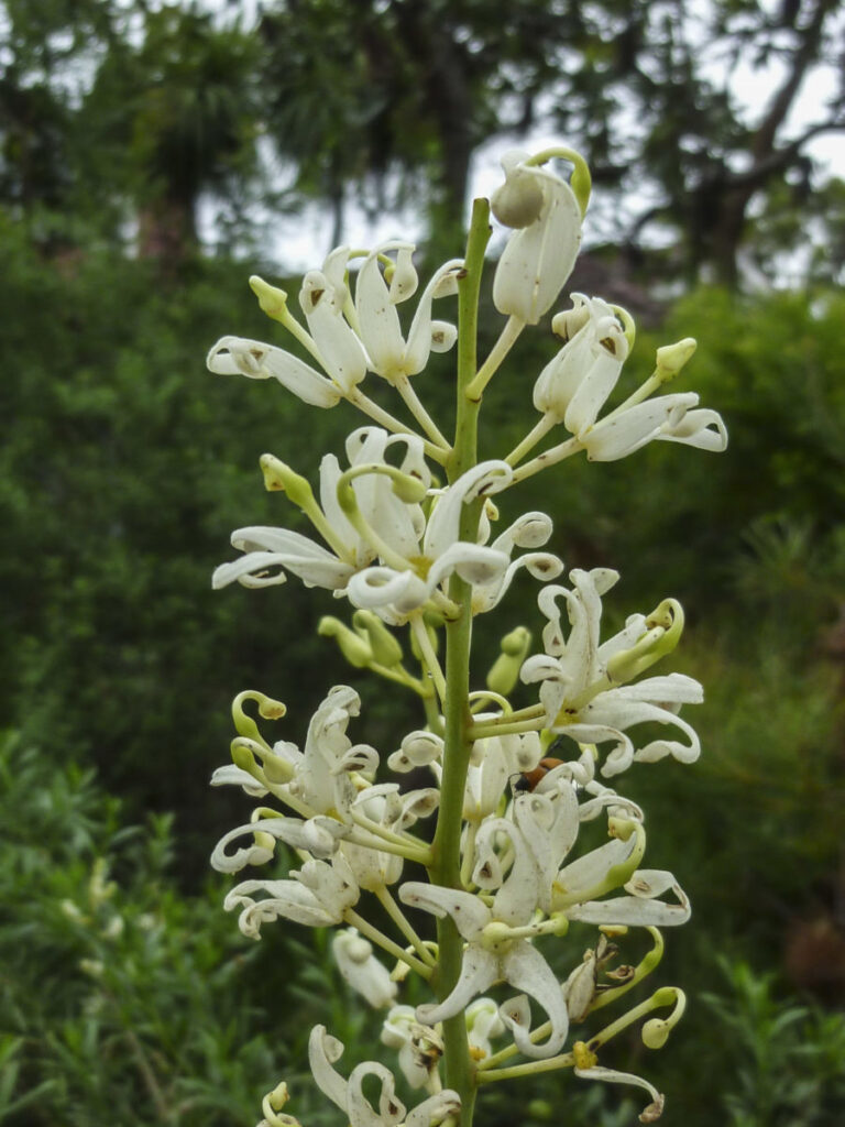 Lomatia silaifolia