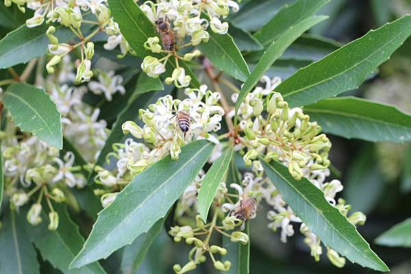Lomatia arborescens