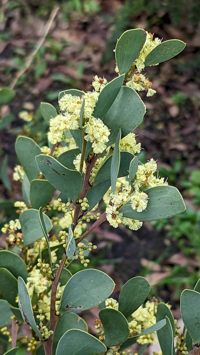 acacia alpina
