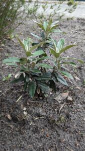 olearia megalophylla