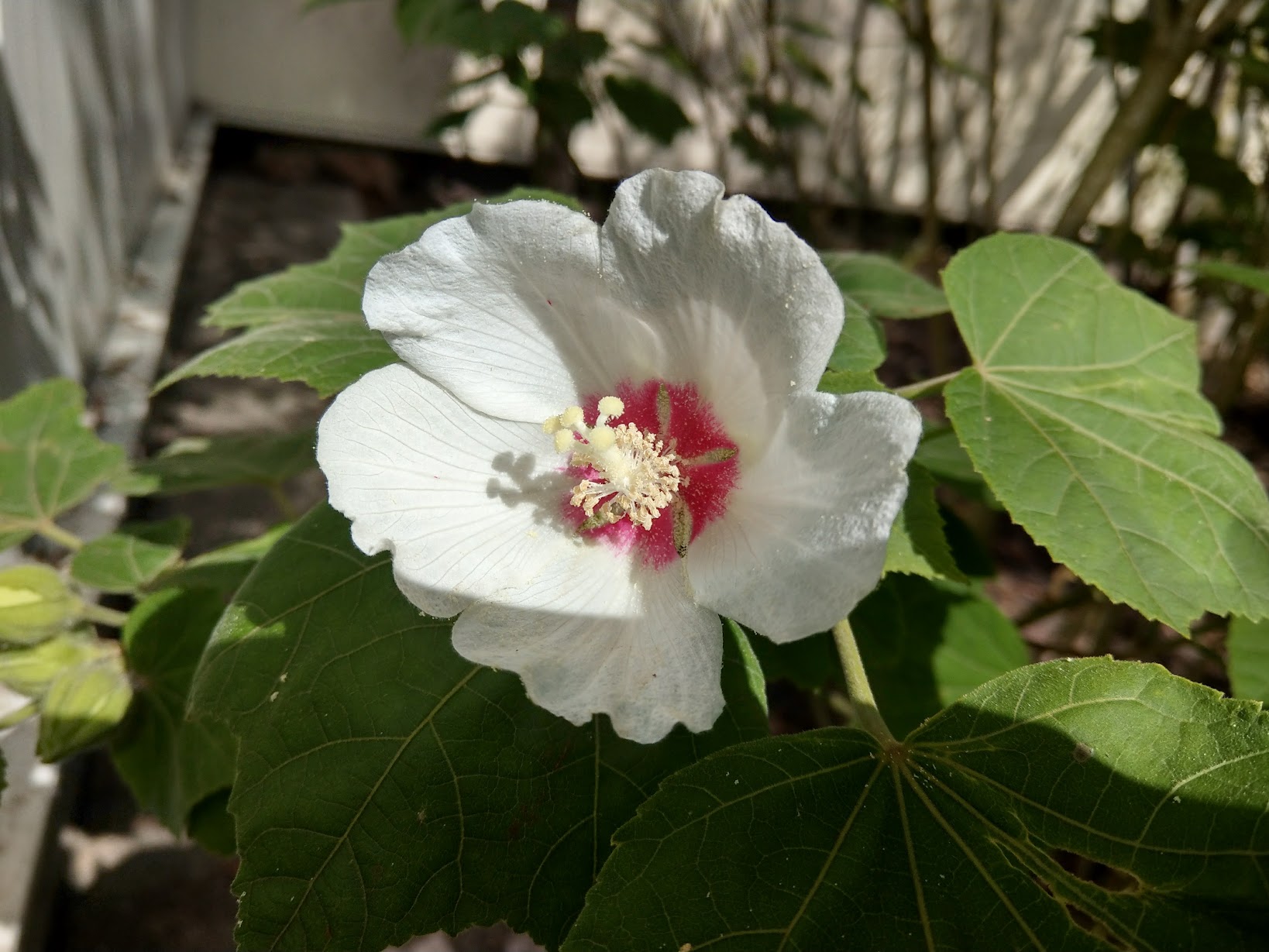 hibiscus_paramutablis