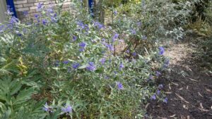 Caryopteris_divaricatus