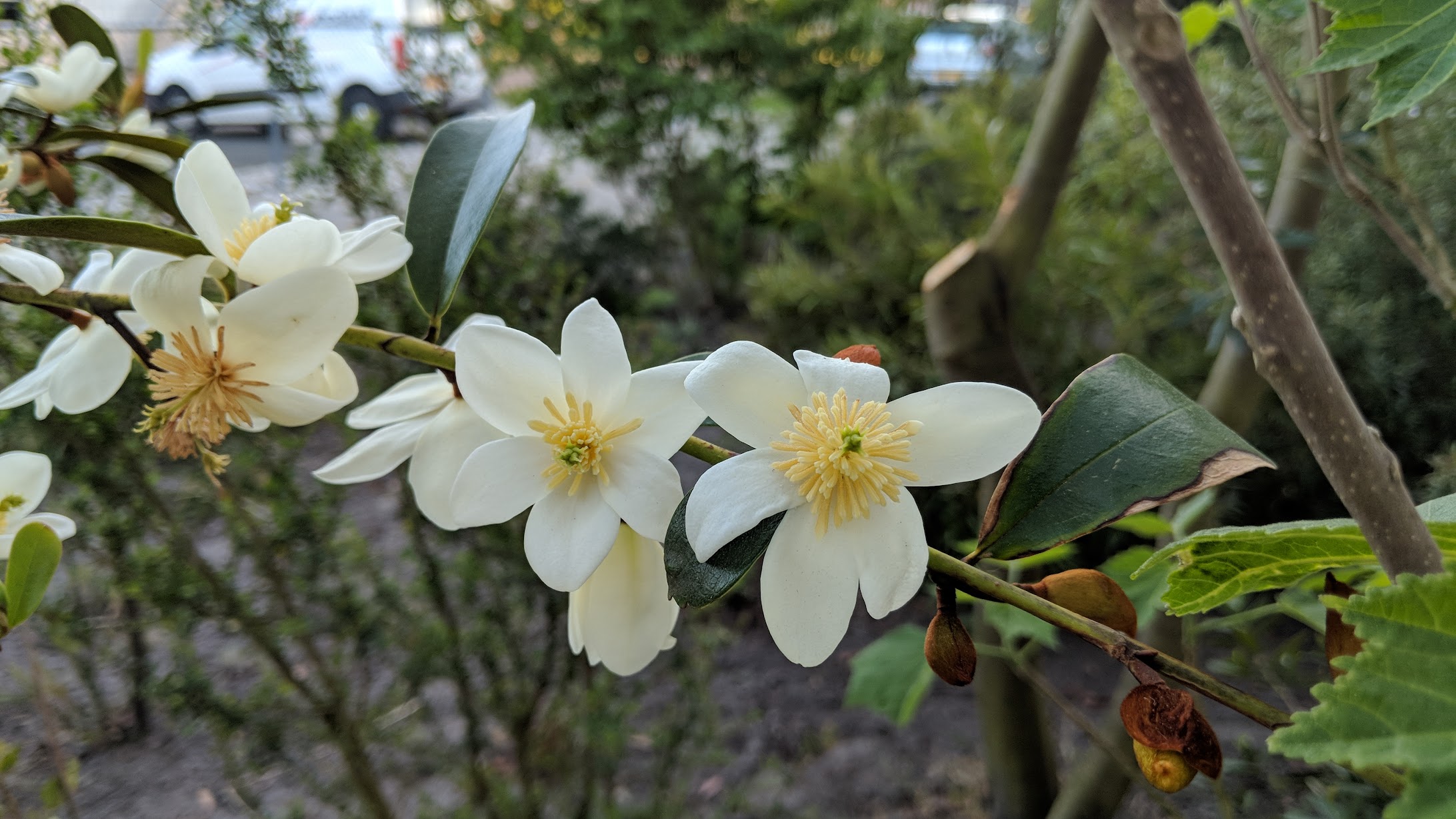 Magnolia_laevifolia