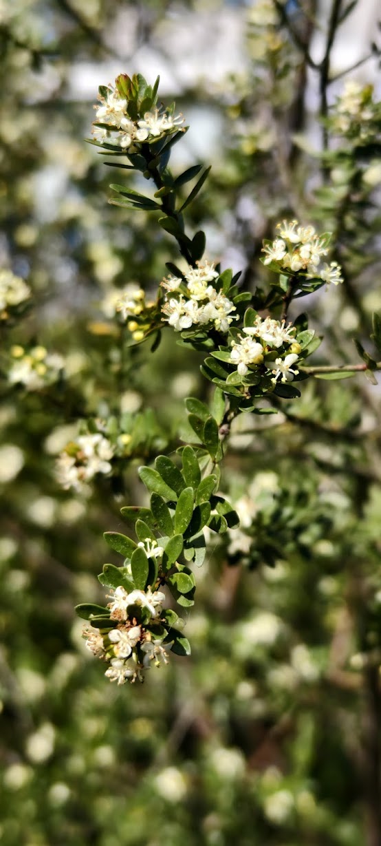 Micrantheum hexandrum