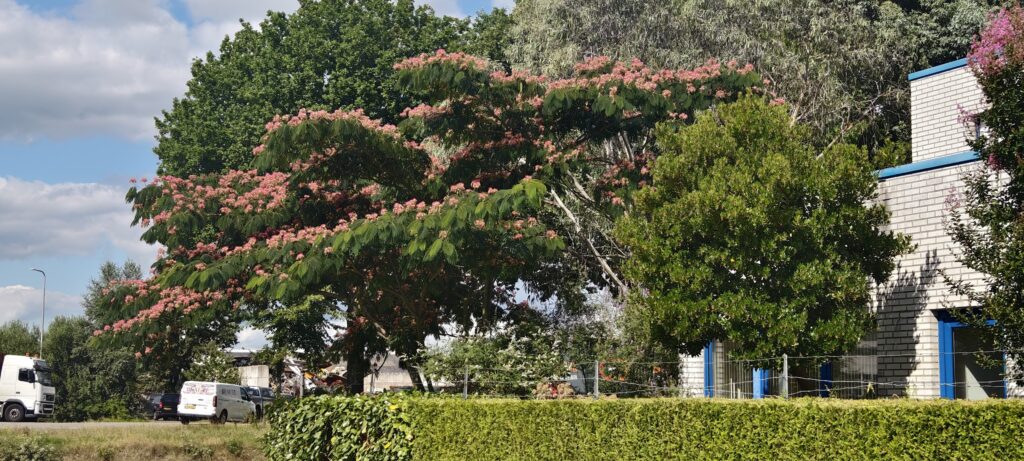 albizia_julibrissin_boubri