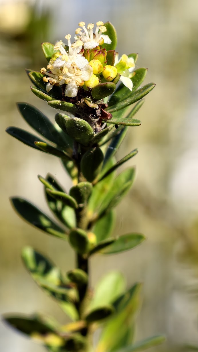 Micrantheum hexandrum
