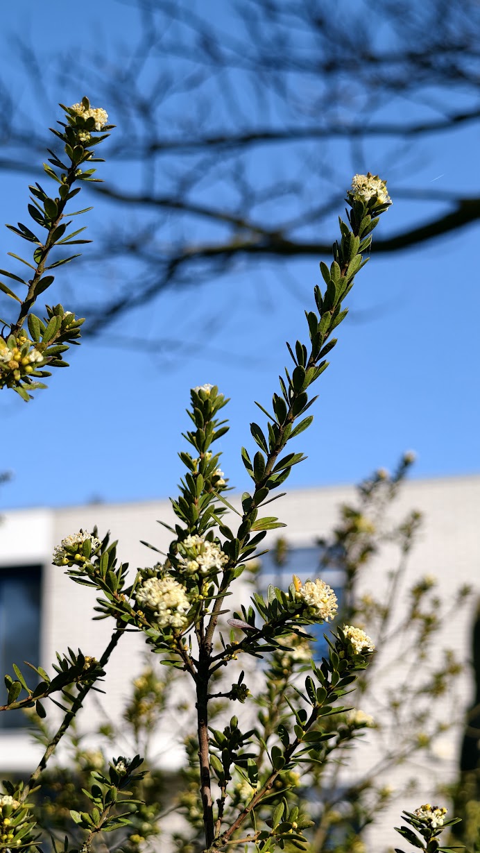 Micrantheum hexandrum