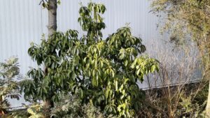 Pittosporum_daphniphylloides