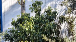 Pittosporum_daphniphylloides