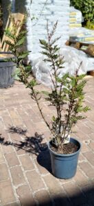 Lomatia ferruginea