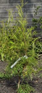 lomatia silaifolia