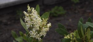 Lomatia polymorpha