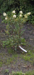 Lomatia polymorpha