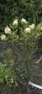 Lomatia polymorpha