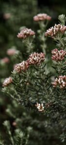 Ozothamnus rosmarinifolius 'Silver Jubilee'