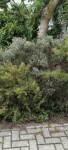 Ozothamnus rosmarinifolius 'Silver Jubilee'