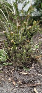 ozothamnus ledifolius