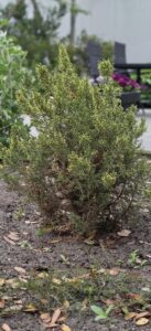 ozothamnus hookeri