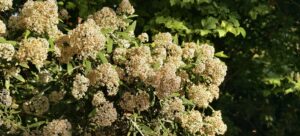 buddleja_loricata