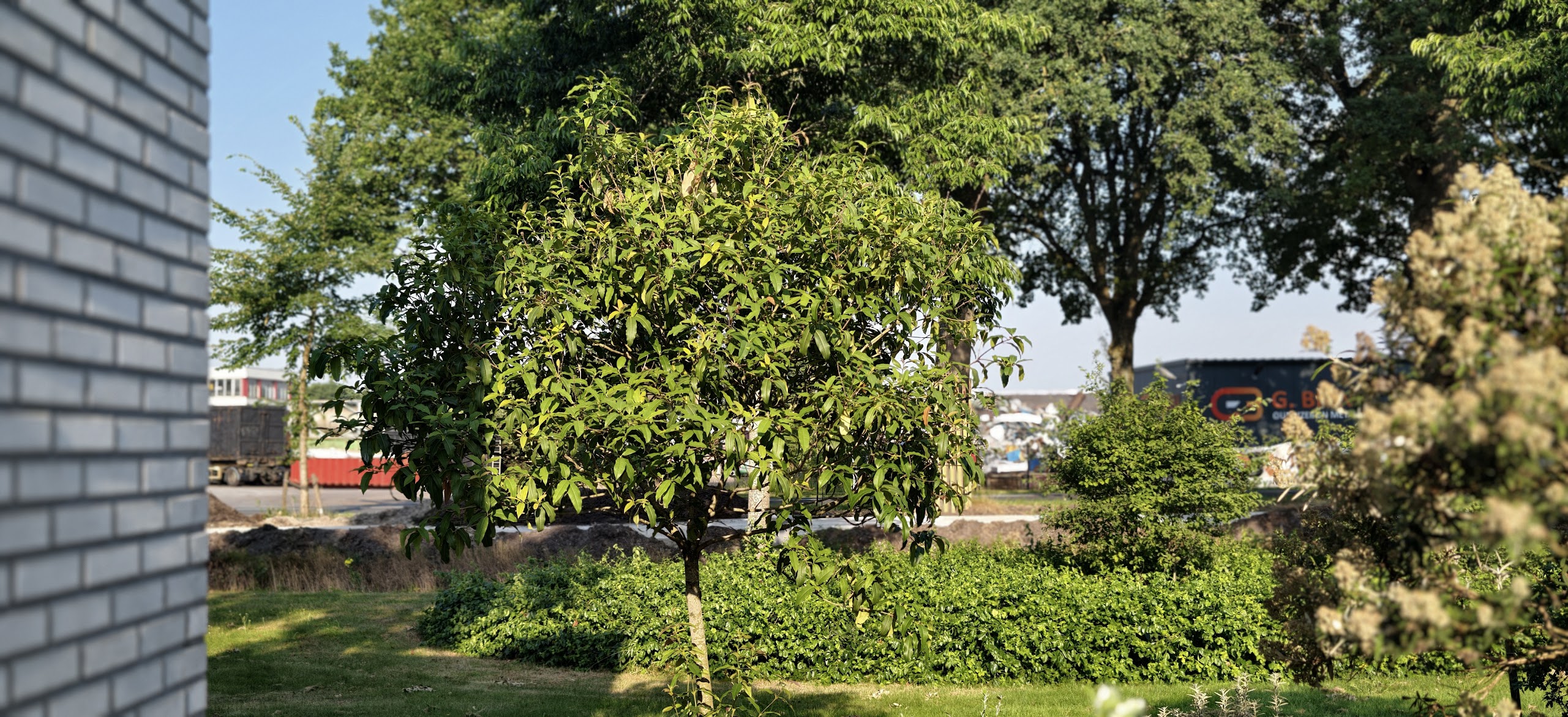 osmanthus_yunnanensis